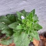 Veronica arvensis Feuille