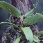 Bulbophyllum betchei 整株植物