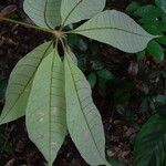 Eriotheca longitubulosa Hoja