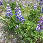 Lupinus nootkatensis Staniste