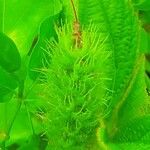 Acalypha aristata Flor