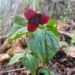 Trillium erectum 花