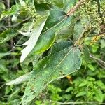 Pipturus argenteus 葉