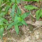 Houstonia purpurea Liść