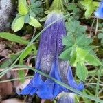 Gentiana acaulis Flor