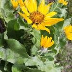 Wyethia sagittata Λουλούδι