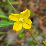 Ludwigia alternifolia Flower