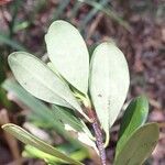 Erythroxylum novocaledonicum Leht