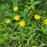 Buphthalmum salicifoliumBlomma