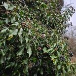 Hedera colchica Habitat