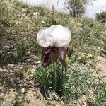 Iris iberica Çiçek
