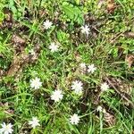 Stellaria palustris花