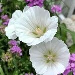 Malope trifida Blomst