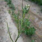 Cardamine resedifolia Vrucht