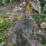 Atriplex hortensis Blad