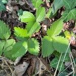 Fragaria viridisFuelha