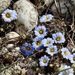 Gentiana sedifolia Цветок