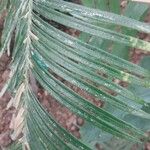 Cycas panzhihuaensis Leaf