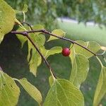 Celtis laevigata Fruto