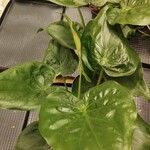 Alocasia cucullata Leaf