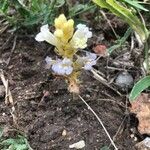 Orobanche ramosa Flower
