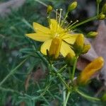 Hypericum coris Λουλούδι