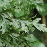 Vandenboschia speciosa Blatt