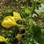 Oenothera biennis Flower
