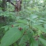 Euonymus atropurpureus Цветок