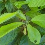 Clerodendrum schweinfurthii Leaf