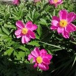 Paeonia mascula പുഷ്പം