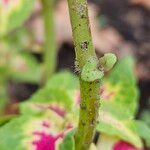 Coleus decurrens Rinde