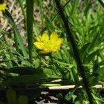 Ranunculus alismifolius Habit