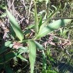 Persicaria decipiens برگ