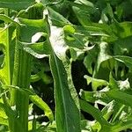 Crepis biennis Leaf