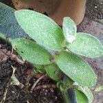 Tradescantia crassifolia Листок