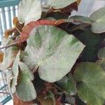 Begonia erythrophylla Yaprak