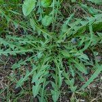 Taraxacum cucullatiforme Likasa