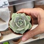 Echeveria lilacinaЛисток