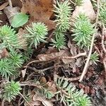 Petrosedum forsterianum Hoja