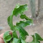 Schinus latifolia Leaf