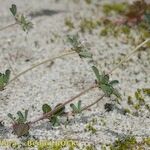 Trifolium saxatile Агульны выгляд