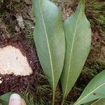 Planchonella reticulata Blad