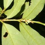 Erythroxylum macrophyllum Feuille