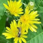 Crepis biennis Flower