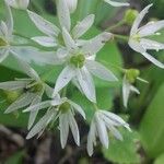 Allium ursinum Květ