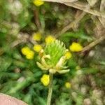 Ranunculus falcatus Плод