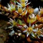 Cloezia floribunda Λουλούδι