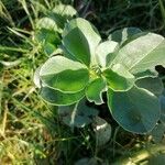 Vicia faba Fuelha