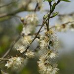 Prunus brigantina Květ